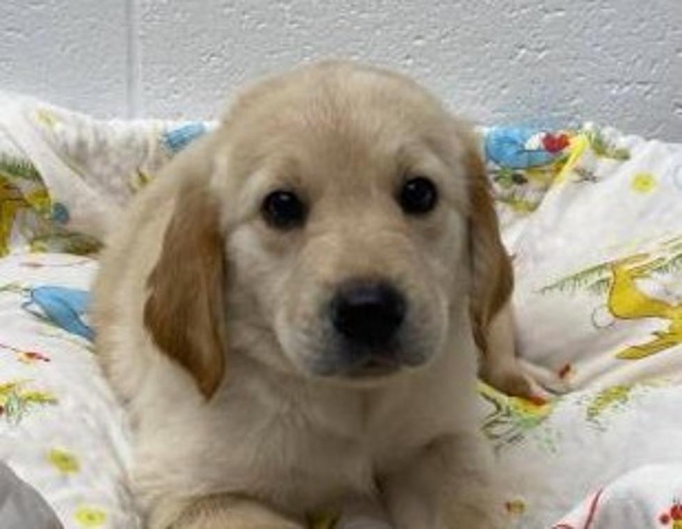 Golden Retriever Puppies up For Adoption at West Valley Humane Society
