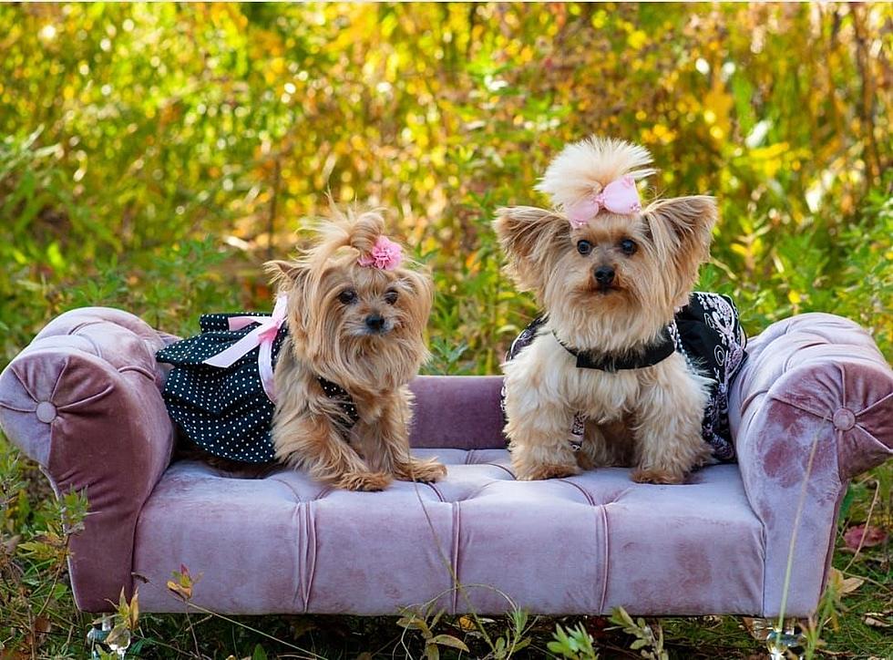 Some Of Idaho’s Cutest Pups For National Dog Day!