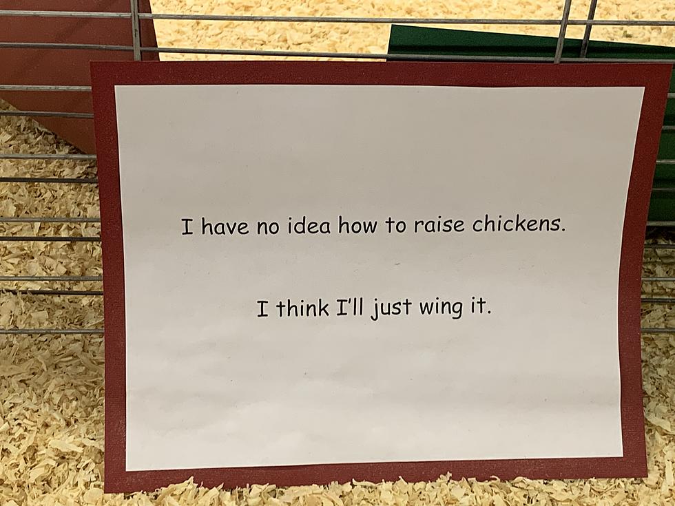 The Best Chicken Jokes From The Western Idaho Fair