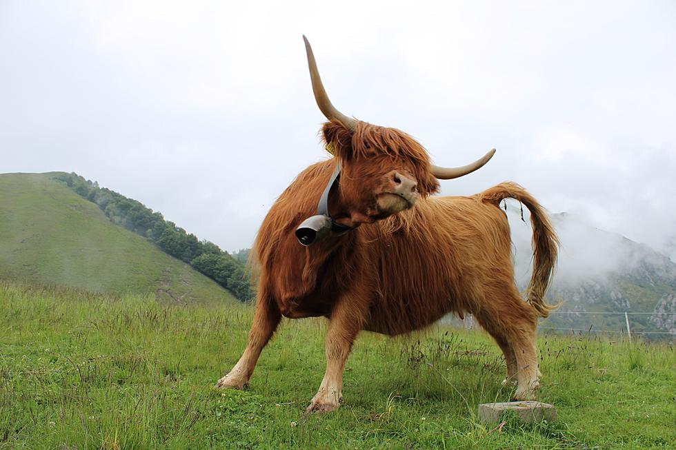 Idaho Man Pulls Gun On Bull In Eastern Idaho