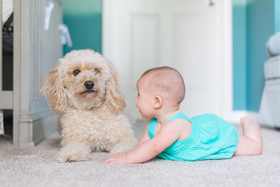 Adopt the Dog of Your Dreams In Boise On Saturday for Open House