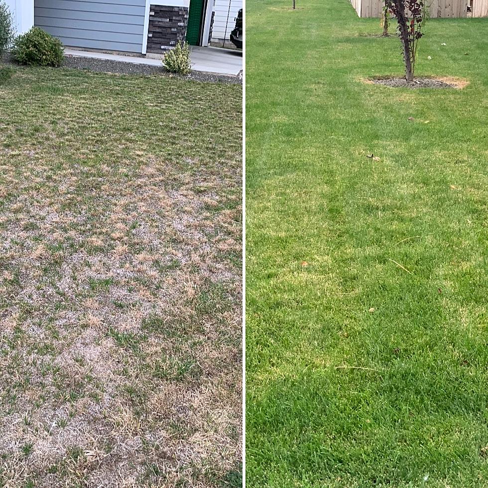 Left or Right: Which Idaho Lawn Looks Like Yours Right Now?