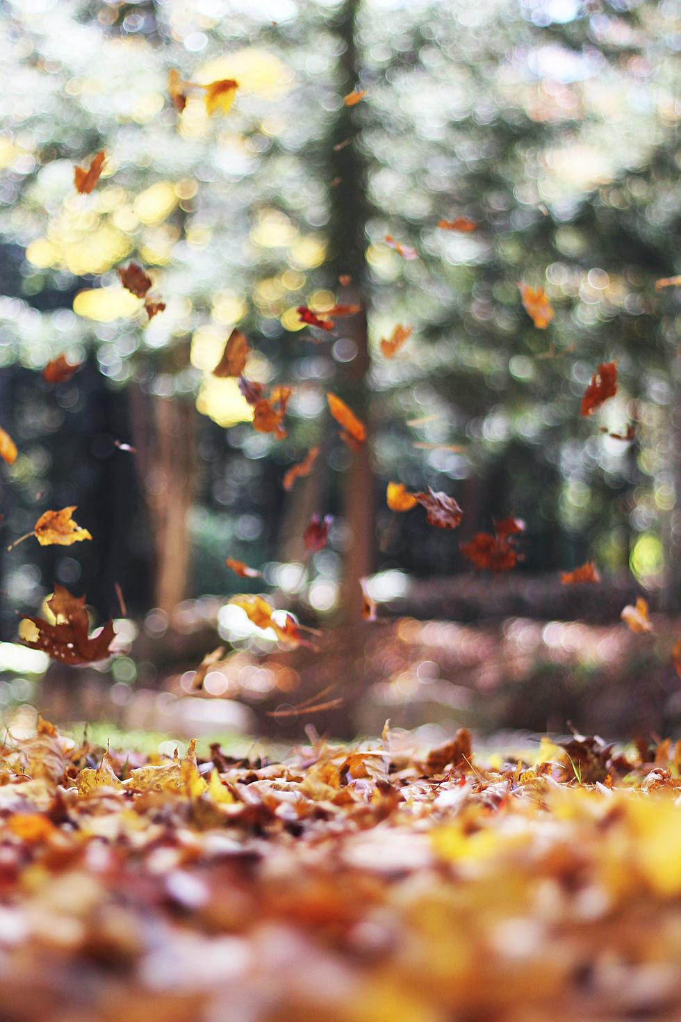 Autumn in Idaho: A Poem