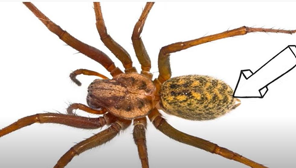 Terrifying Idaho Spiders That'll Make You Grab the Flamethrower