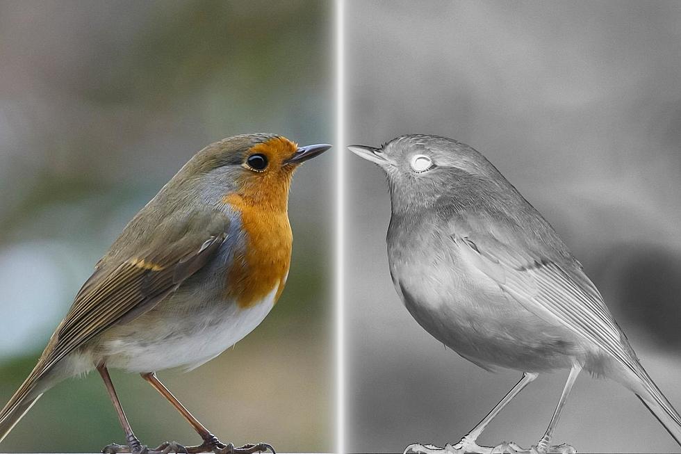 Idaho Group Says Birds Are Fake and More Sinister Than We Think