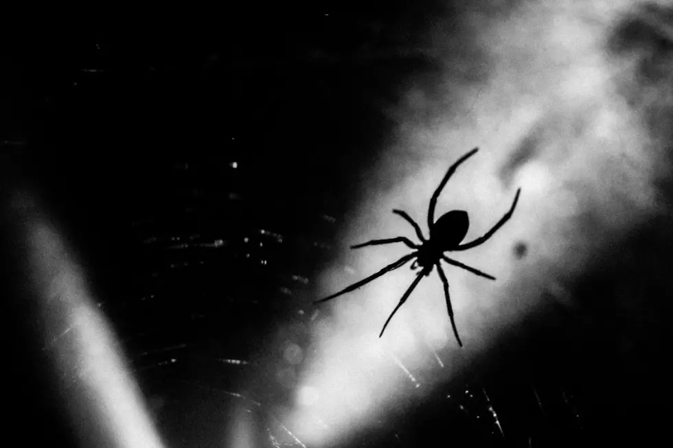 These Deadly Spiders Are Invading Idaho & Need to Be Stopped