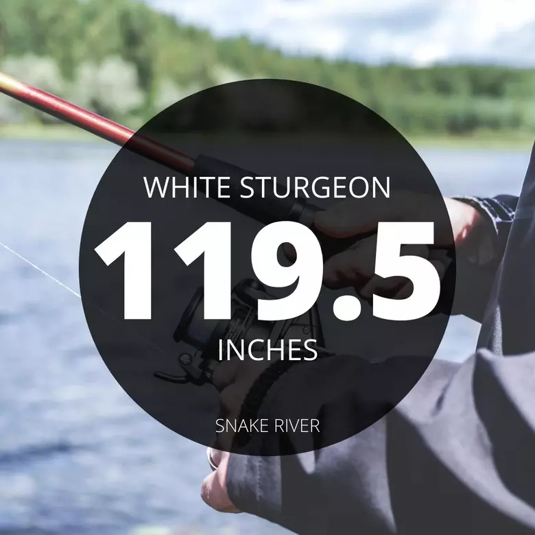 Giant Quest: Idaho's White Sturgeon