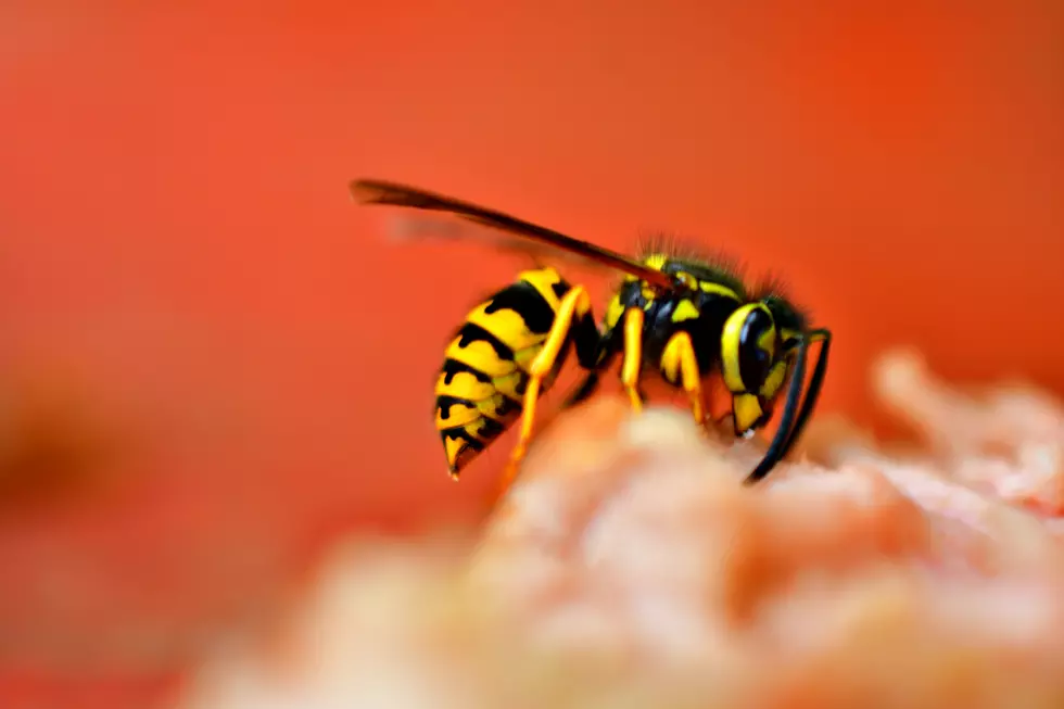 5 Tips To Avoid Wasps In Idaho This Summer