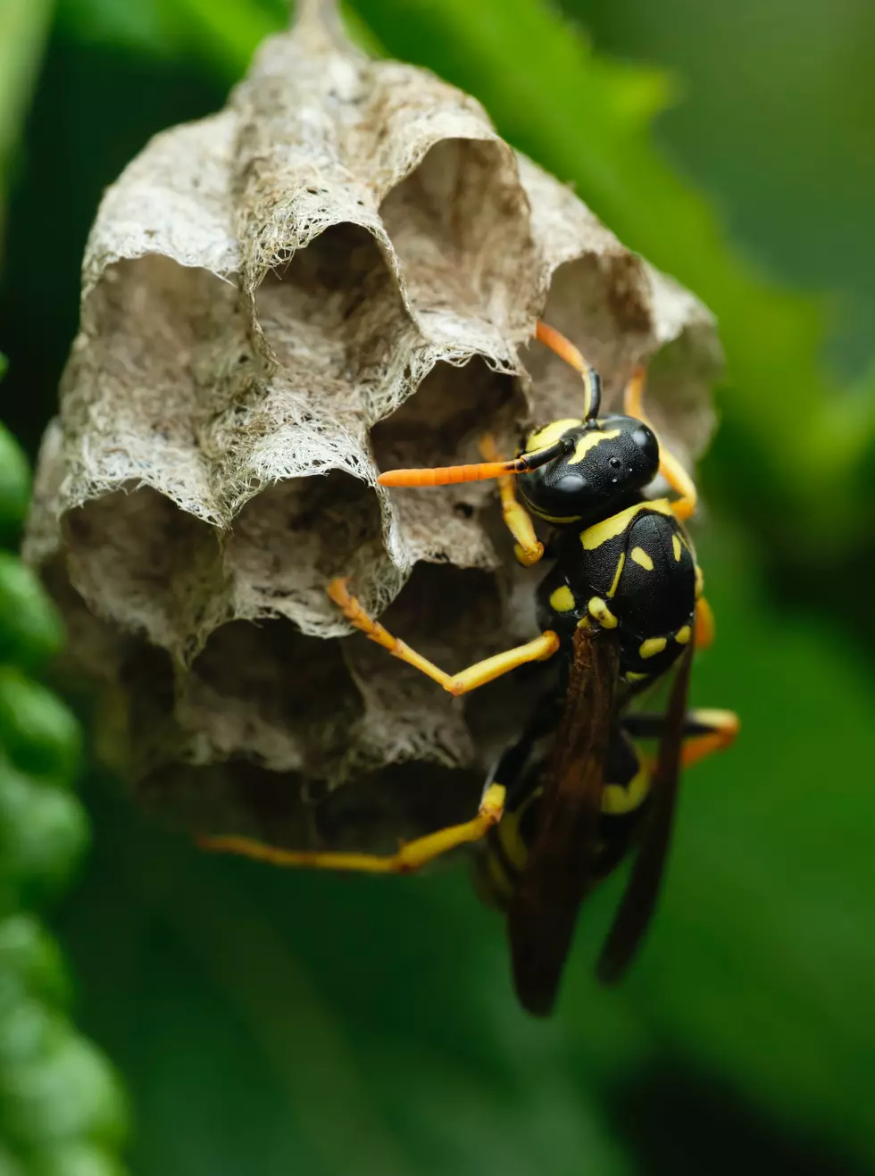 5 Tips To Avoid Wasps In Idaho This Summer