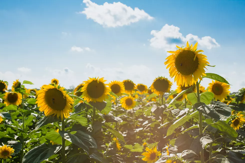 Photo by: Courtney Cook on unsplash