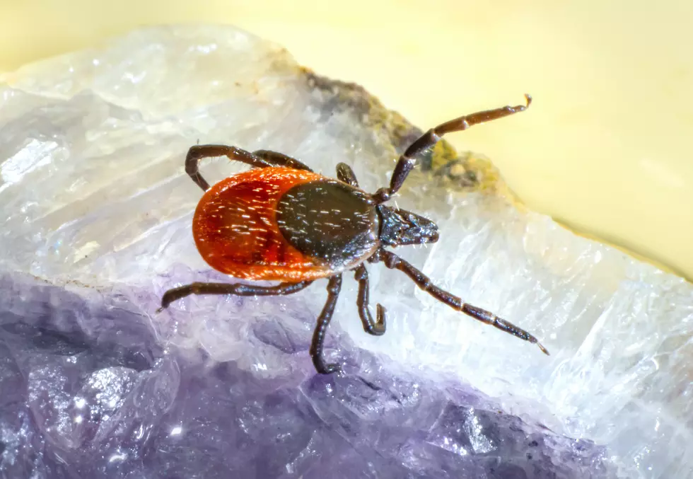 Deadly Tick-Born Illness Spreading In The U.S.: Is Idaho At Risk?