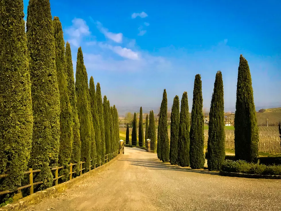 Photo by: Samuel Cagnolati on Unsplash