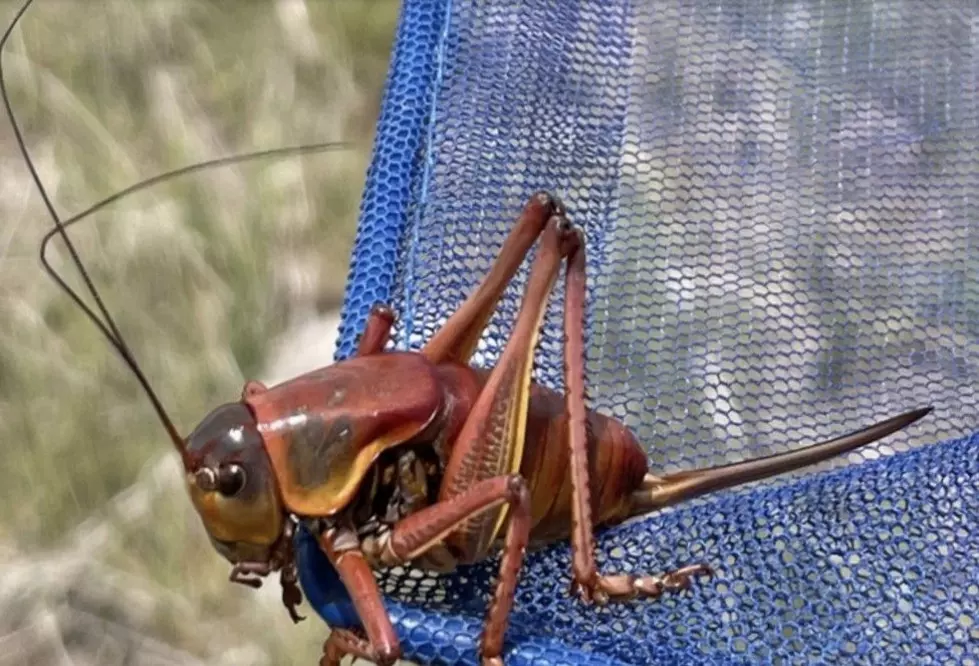 Mormon Crickets: Kuna, Idaho’s Most Unwanted New Residents