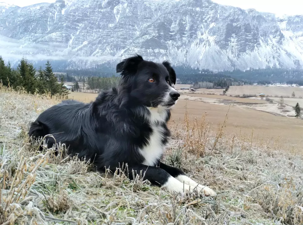 Dog Truly Is Man&#8217;s Best Friend After Saving Life At Tahoe National Forest