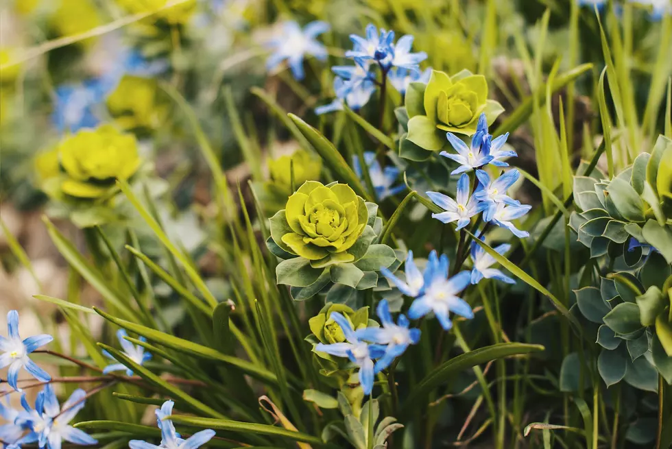 WATCH OUT! Invasive Idaho Weed Can Burn Skin and Cause Blindness