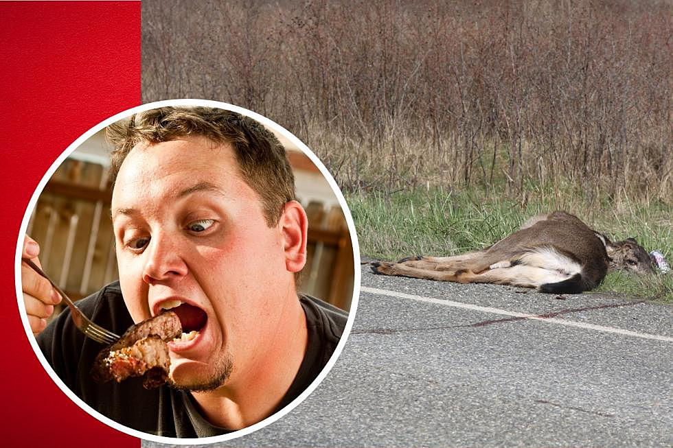 Eating Roadkill Is Legal In Idaho, But Is It Dangerous?