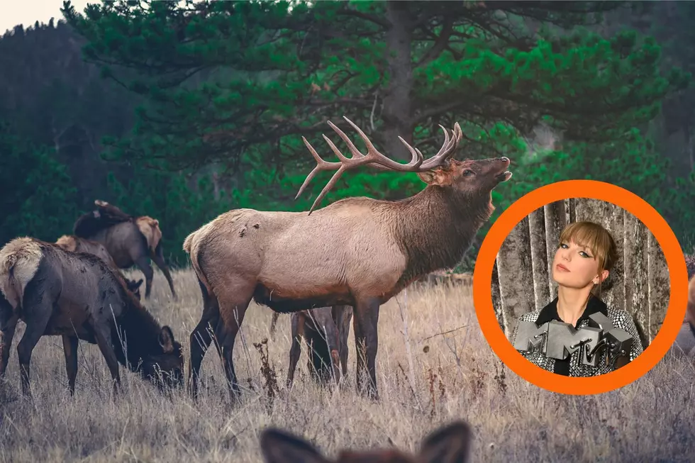 Idaho Hunters Experience the Sting of the &#8220;Taylor Swift Effect&#8221;
