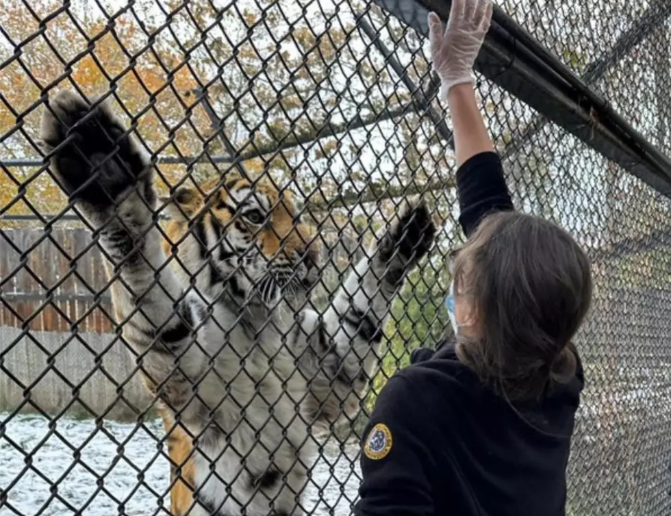 Zoo Boise Now Offering Private Animal Tours with Akasha the Tiger