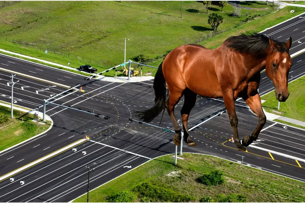 Horses Need Turn Signals: Idaho&#8217;s Strangest Traffic Laws