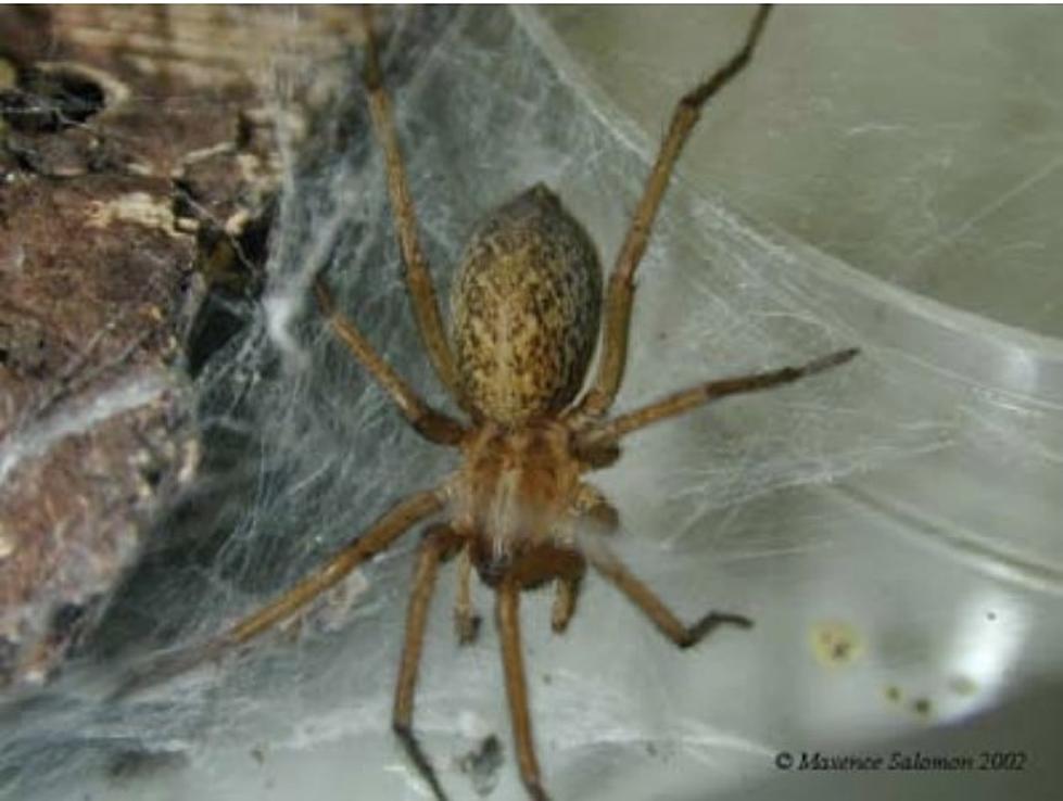 4 Things You Should Know About Idaho&#8217;s Misunderstood Hobo Spider [PICS]