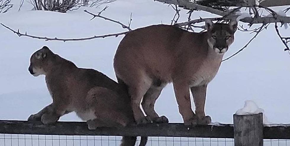 Idaho Fish & Game Trap & Kill Two Lion Cubs In a Hailey Neighborhood