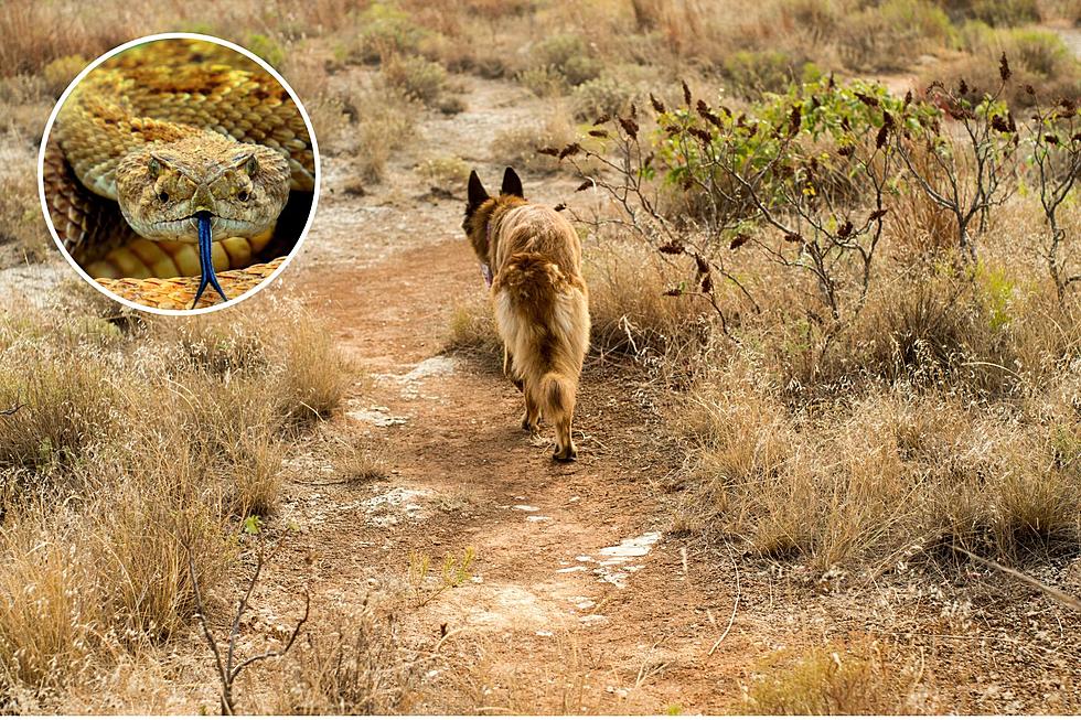 Here’s How to Protect Your Dog from Rattlesnakes in the Boise Foothills 