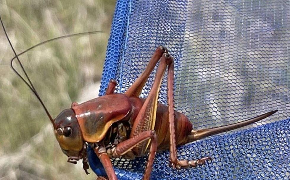 Here’s What You Need to Know Before Mormon Crickets Come Back to Boise