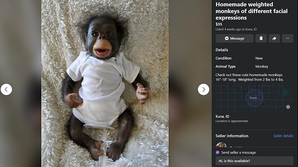 Would You Pay $95 For Any Of These Monkeys For Sale in Boise?