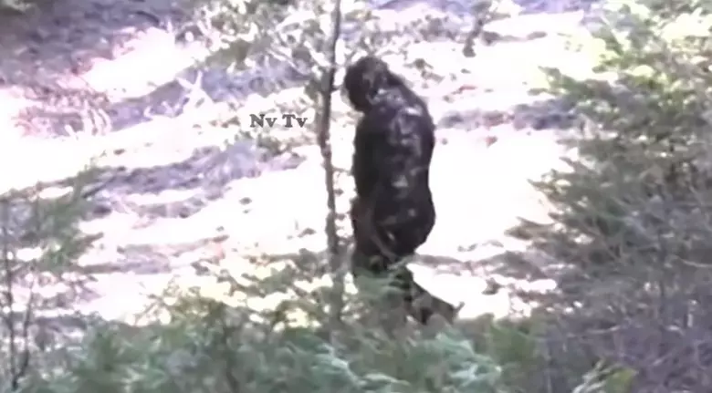 5 Disturbing Idaho Bigfoot Encounters To Share At Night