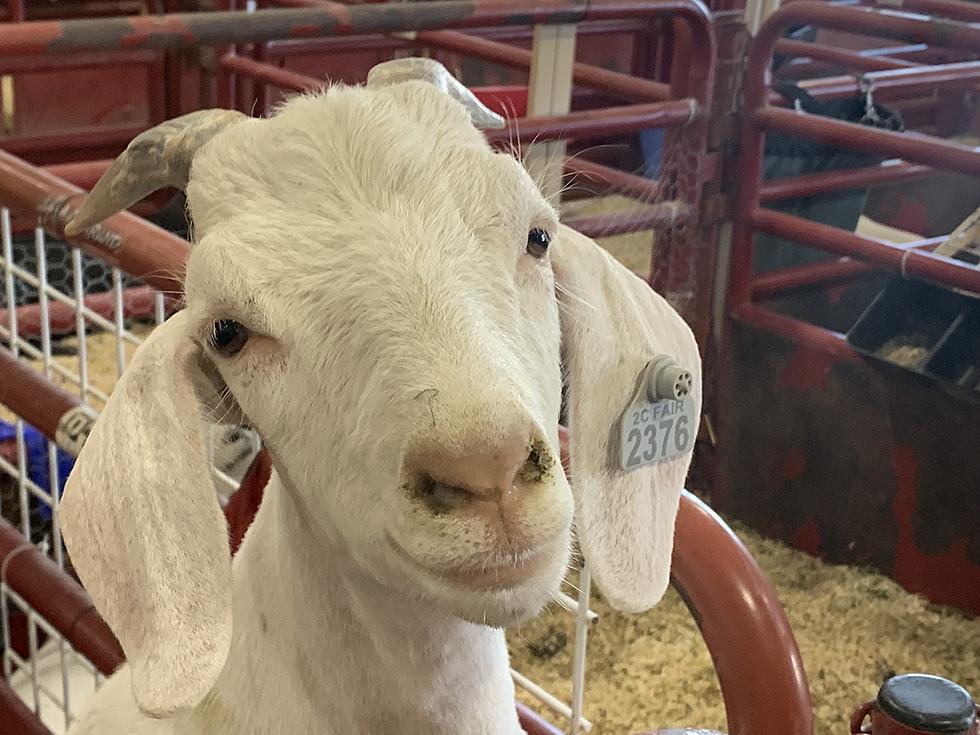 25 Adorable Photos of Prize-Winning Animals at the Canyon County Fair