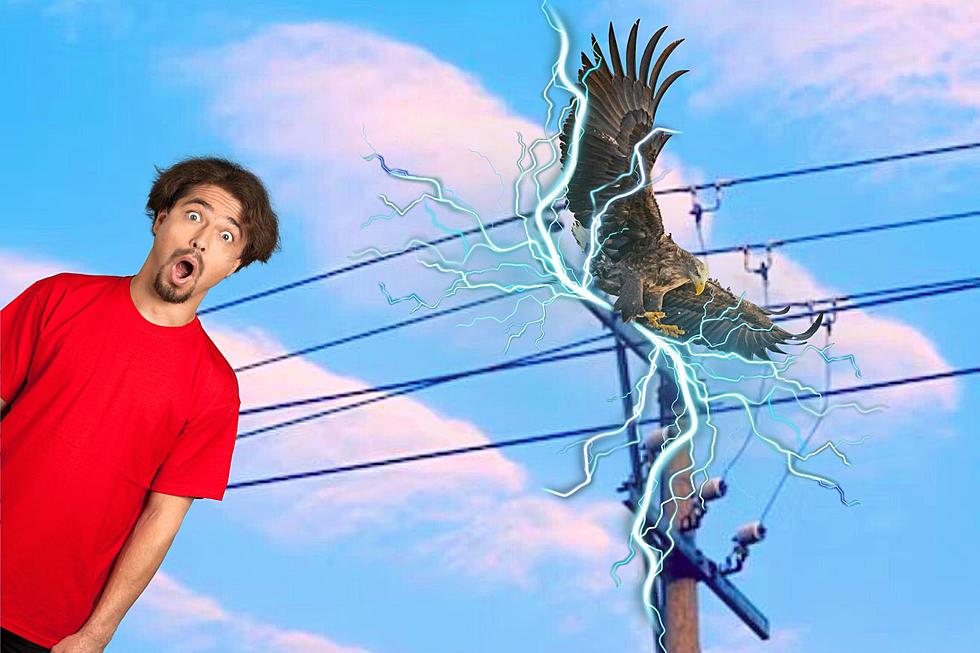 Do Birds Get Electrocuted When They Land on Idaho Power Poles?