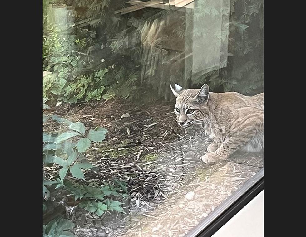If You’re in Downtown Boise, You Might See a Bobcat Walking the Streets