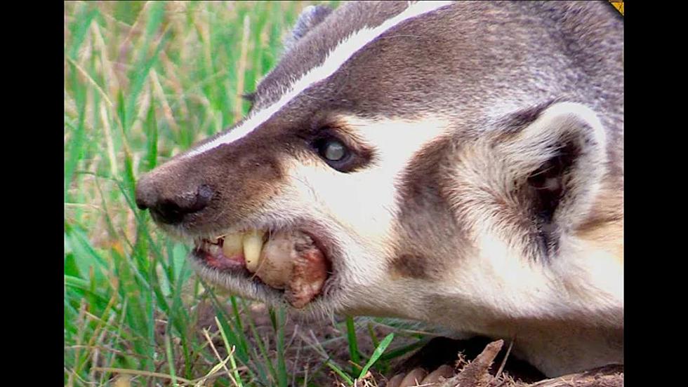 9 Creatures in Idaho that Might Bite You, &#038; 1 That Definitely Will