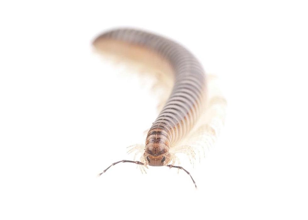 Insecticide Insecticide Household Indoor Universal Centipede Flea