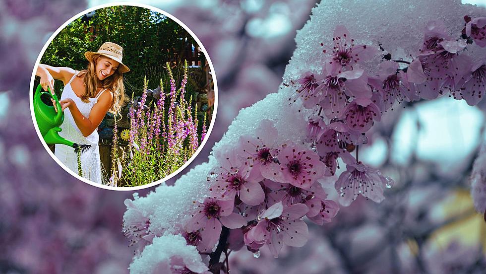 7 Beautiful Springtime Benefits of Idaho Winter Gardening