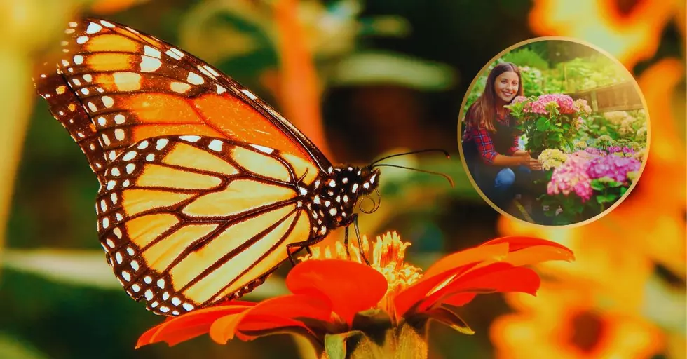 19 Plants that Invite Beautiful Butterflies to Idaho Gardens