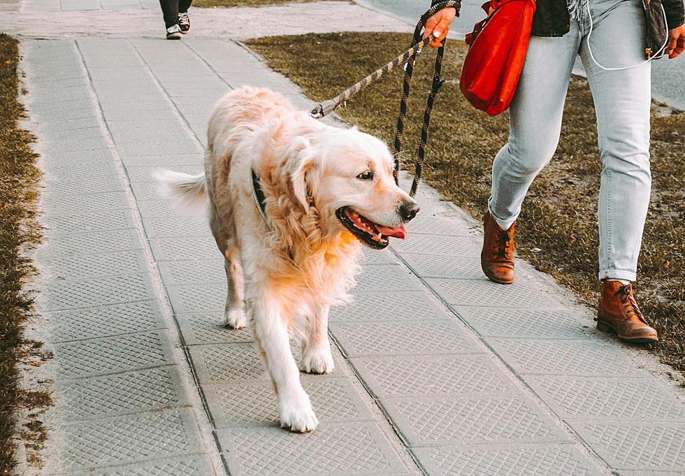 ICYMI: There’s One Place Dogs are Never Allowed in Boise