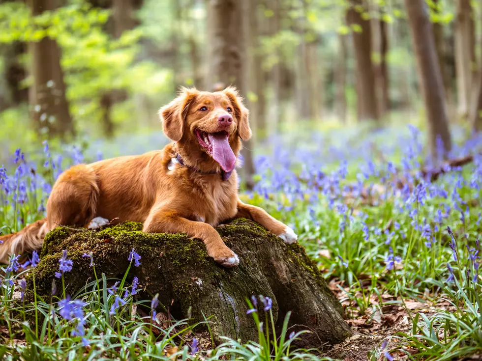 15 Inspiring Names for Dog Owners Who Love Idaho