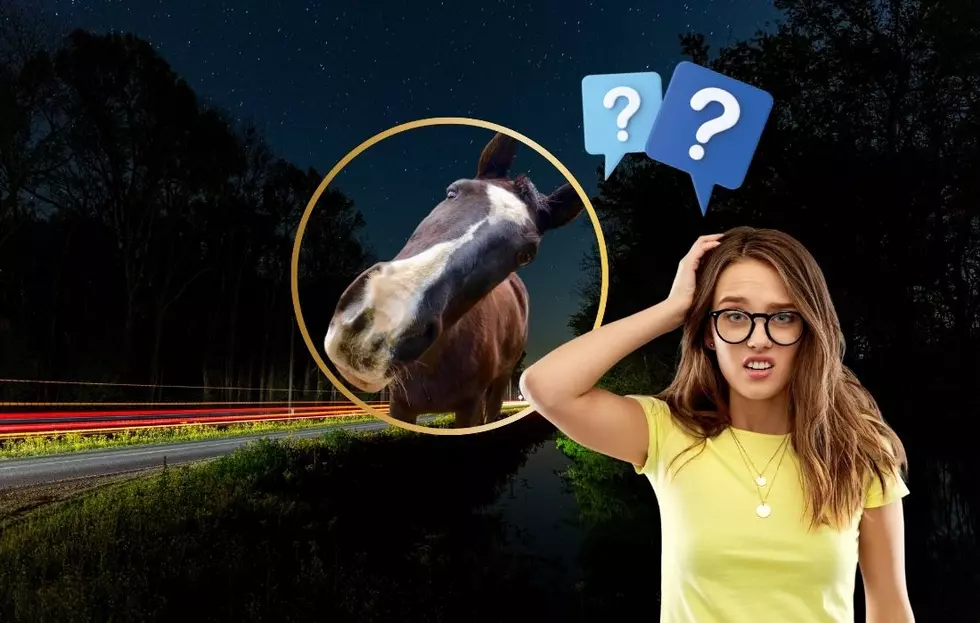 Horses Need Turn Signals?! A Look at Idaho&#8217;s 7 Weirdest Laws