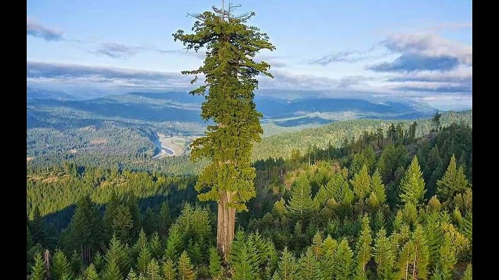 The World’s Tallest Tree Is Less Than 10 Hours From Boise