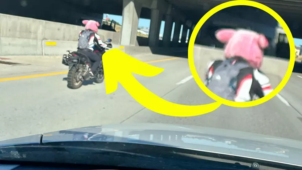Crazy Motorcycle Riding Animals Distract Boise Drivers