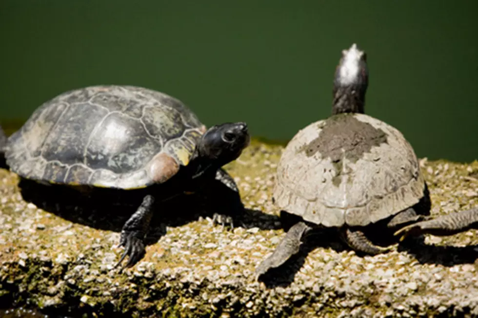 MN Man Charged With Too Many Turtles, Oh, And Lots Of Drugs