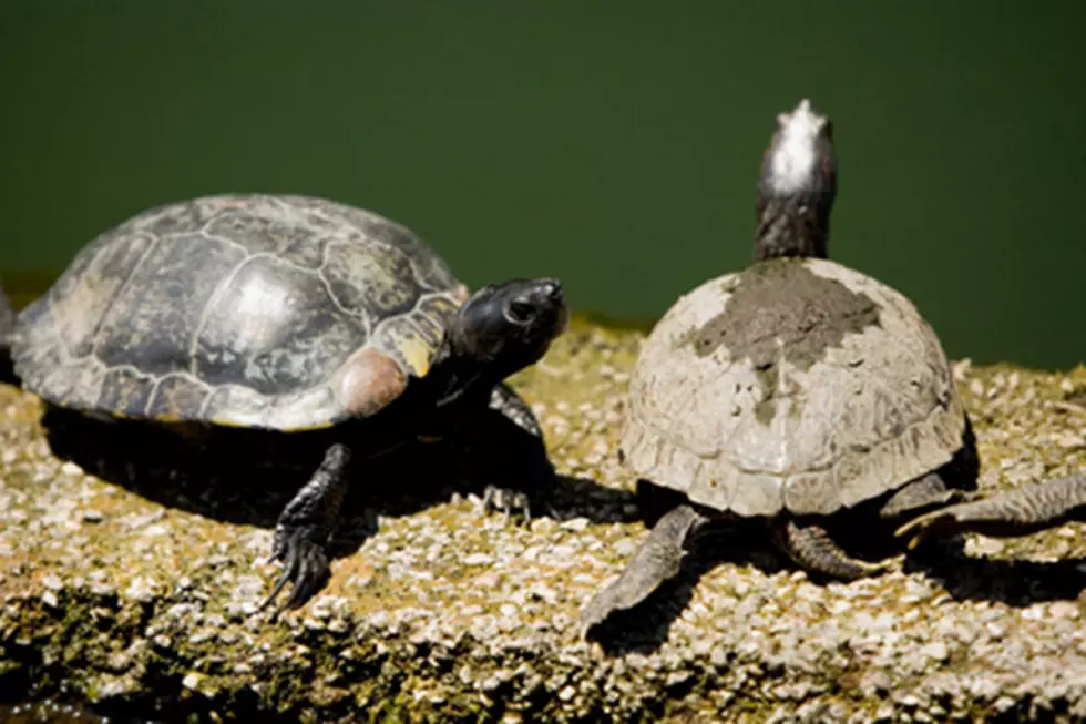 MN Man Charged with Too Many Turtles (Oh, and Lots of Drugs)