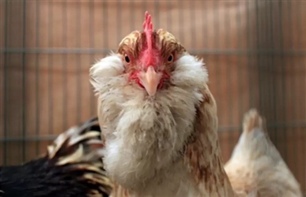 Man Yodeling At Chickens-Get A Life Dude[VIDEO]