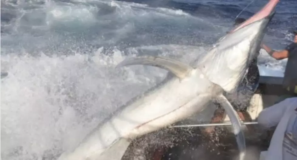 Hey, Who&#8217;s Up To Go Fishing For Black Marlin Today? [VIDEO]