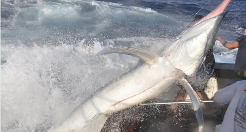 Hey, Who’s Up To Go Fishing For Black Marlin Today? [VIDEO]