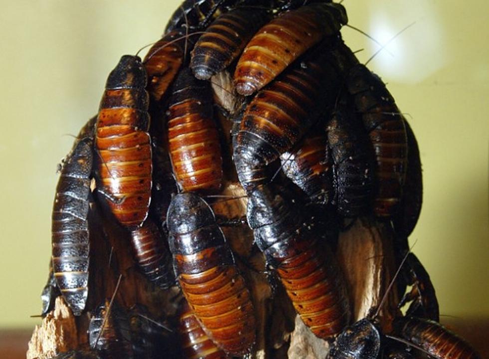 Floridian Eddie Archbold Wins Cockroach Eating Contest, Then Dies [VIDEO]