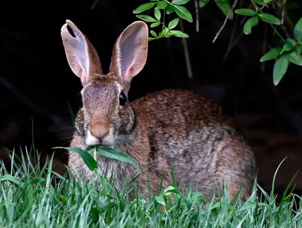Man Tries To Shoot Rabbit, Ends Up Shooting His______.
