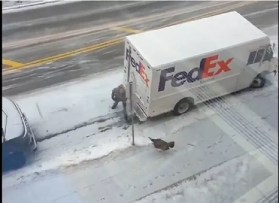 Fed Ex Driver Chased By Wild Turkey In Minneapolis [VIDEO]