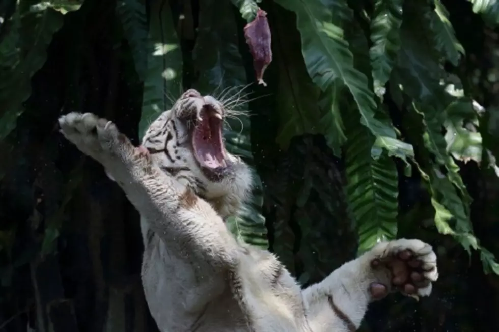 Man Tried To Get Gobbled Up By A White Tiger [PHOTO]